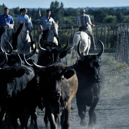 Le Saint Louis - Terrasse Proche De La